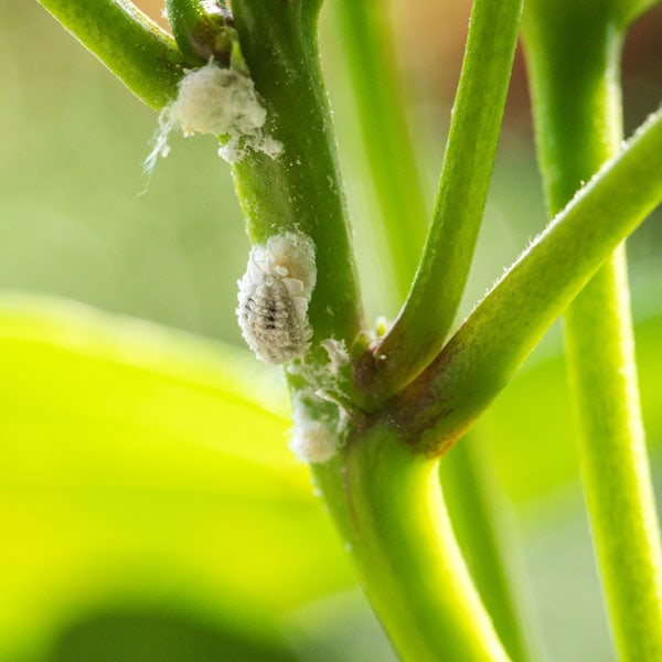 Mealybug
